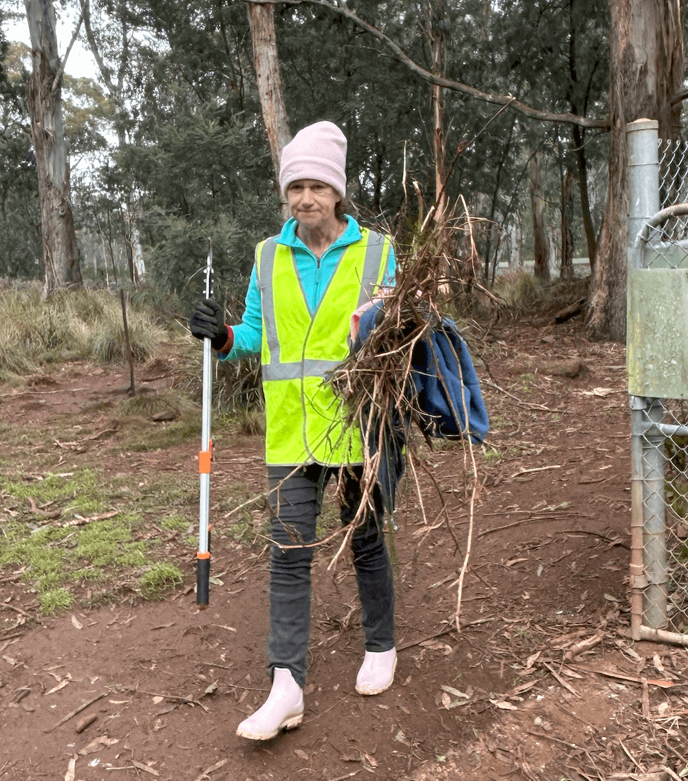 Clearing Scotch Broom At Aussie Ark